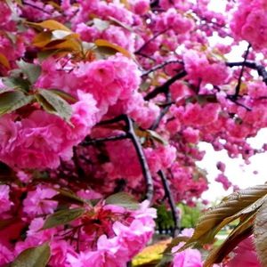 Meet your Posher, Leah